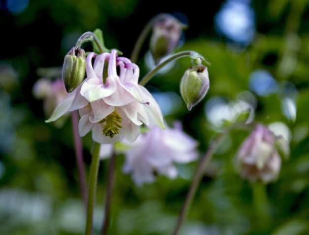 Aquilegia terry: planting and care