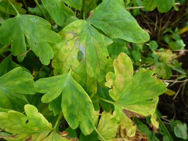 Aquilegia terry: planting and care