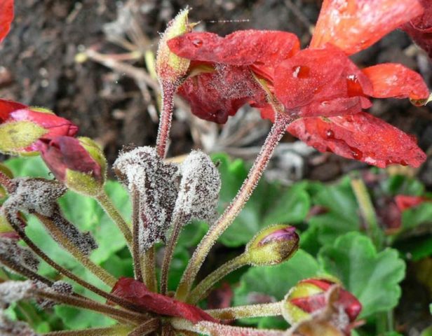 Aquilegia terry: planting and care