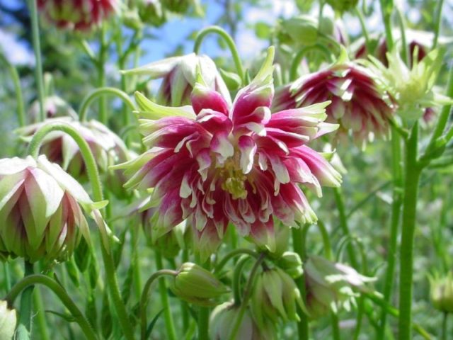 Aquilegia terry: planting and care