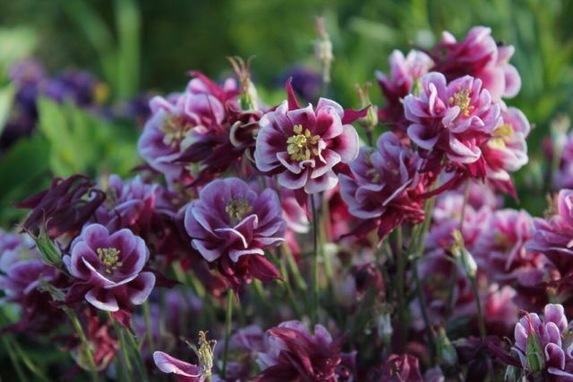 Aquilegia terry: planting and care