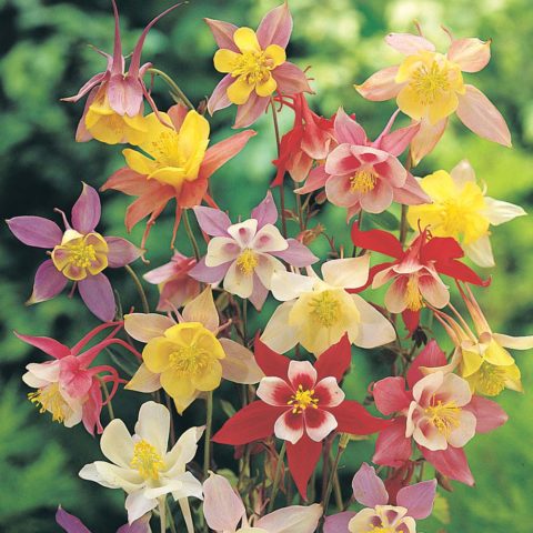 Aquilegia terry: planting and care