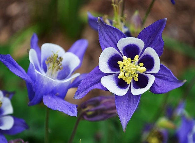 Aquilegia terry: planting and care