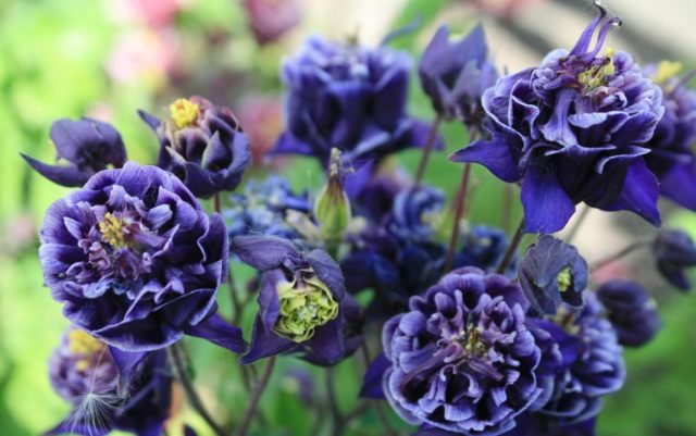 Aquilegia terry: planting and care