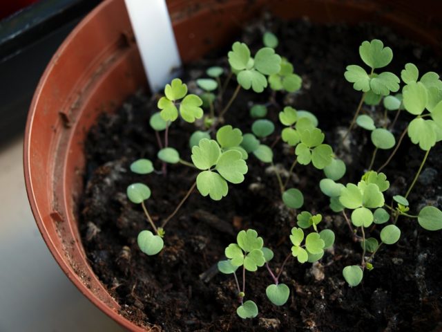 Aquilegia terry: planting and care