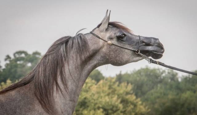 Arabian horse breed