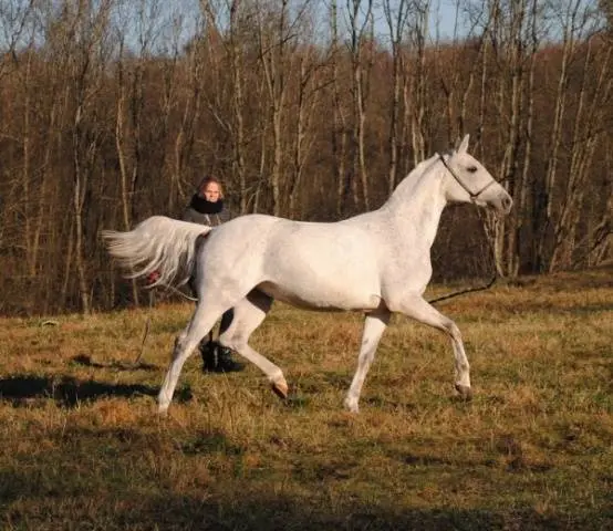 Arabian horse breed