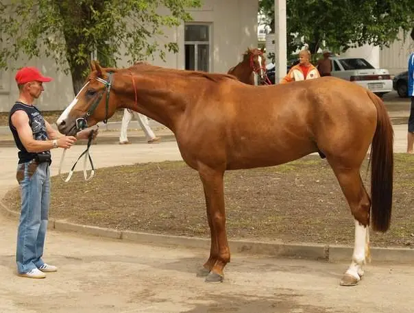 Arabian horse breed