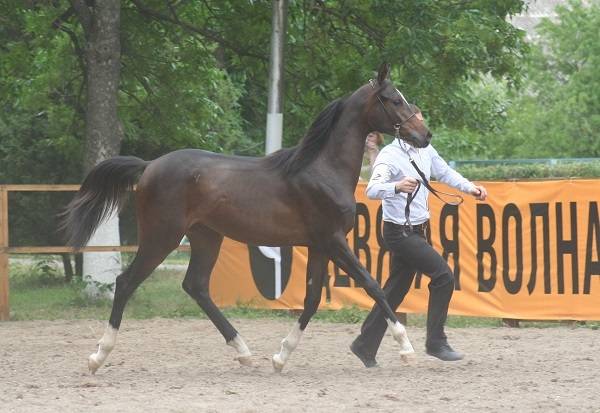 Arabian horse breed