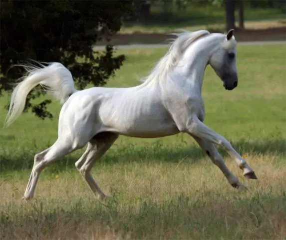 Arabian horse breed