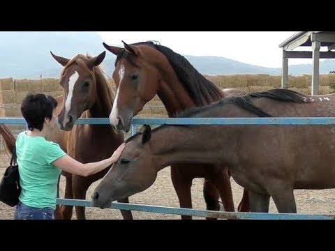 Arabian horse breed