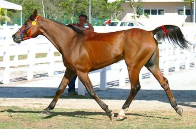 Arabian horse breed