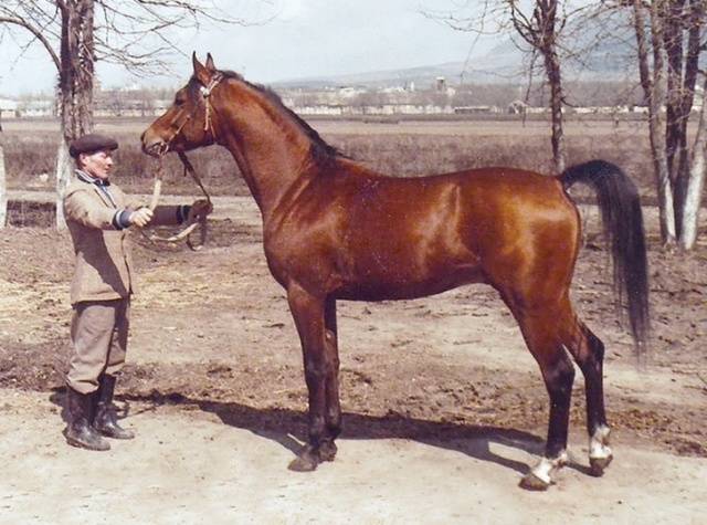 Arabian horse breed