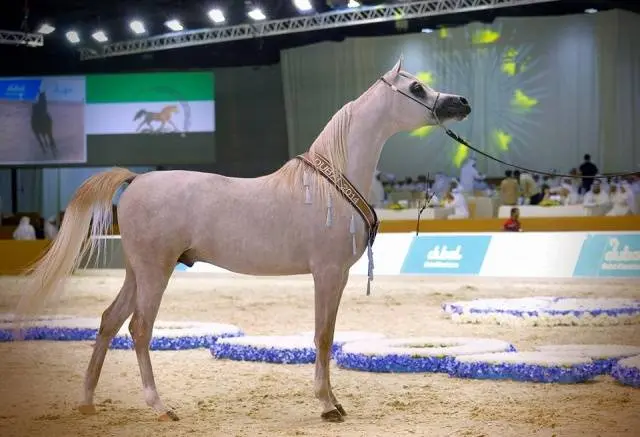 Arabian horse breed