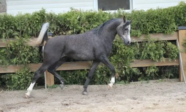 Arabian horse breed