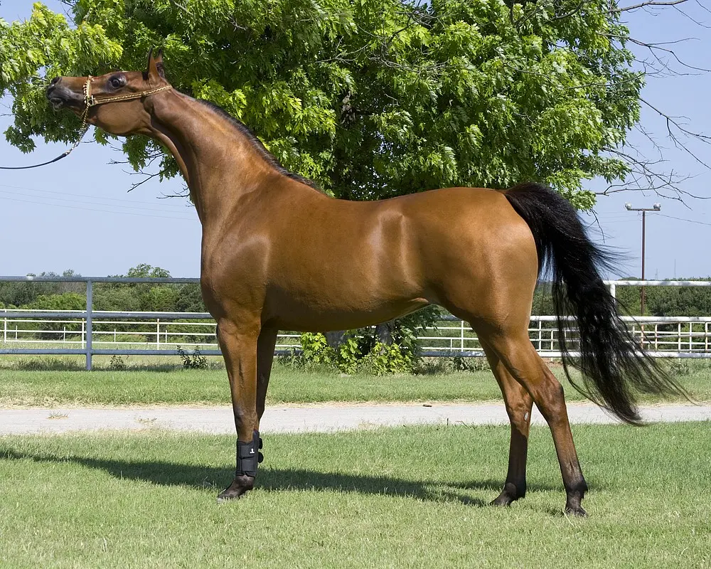 Arabian horse breed