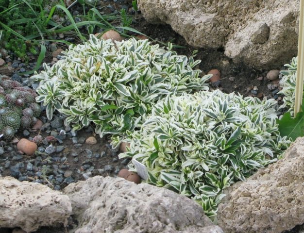 Arabis perennial (sunny bunny): photo, growing from seeds, when to plant