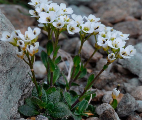 Arabis perennial (sunny bunny): photo, growing from seeds, when to plant