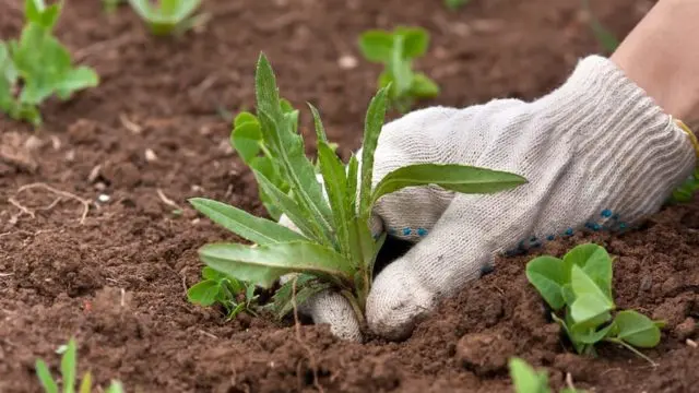 Arabis perennial (sunny bunny): photo, growing from seeds, when to plant