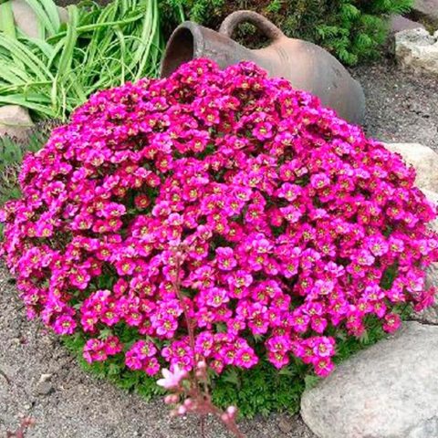 Arabis perennial (sunny bunny): photo, growing from seeds, when to plant