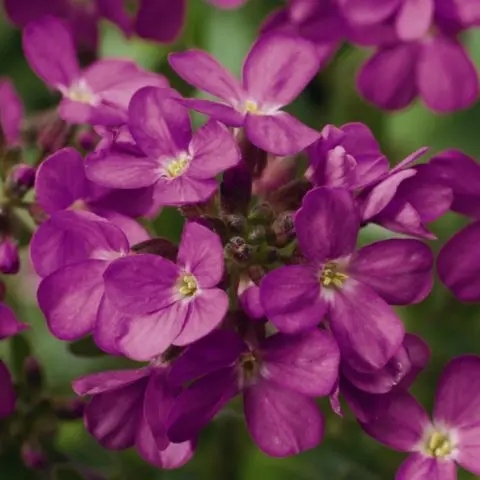 Arabis perennial (sunny bunny): photo, growing from seeds, when to plant