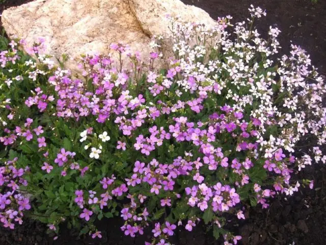 Arabis perennial (sunny bunny): photo, growing from seeds, when to plant