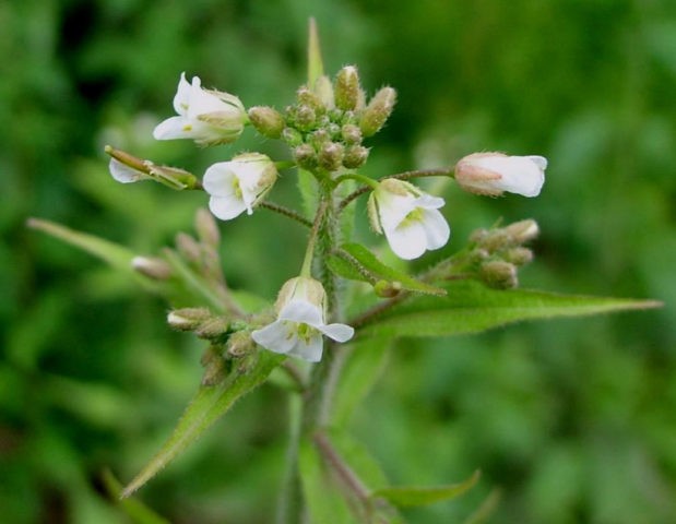 Arabis perennial (sunny bunny): photo, growing from seeds, when to plant