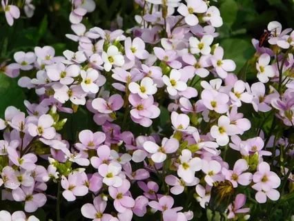 Arabis perennial (sunny bunny): photo, growing from seeds, when to plant