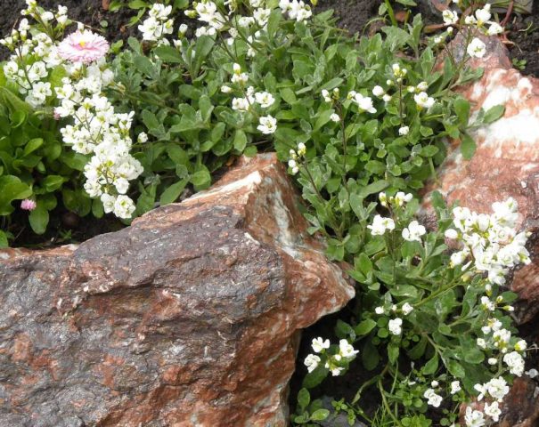 Arabis perennial (sunny bunny): photo, growing from seeds, when to plant