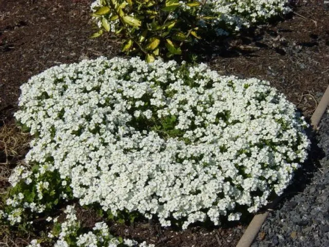 Arabis perennial (sunny bunny): photo, growing from seeds, when to plant