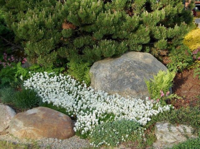 Arabis perennial (sunny bunny): photo, growing from seeds, when to plant