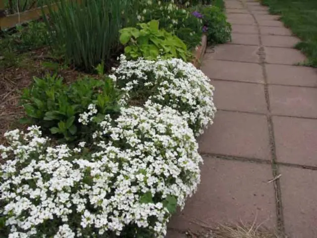 Arabis perennial (sunny bunny): photo, growing from seeds, when to plant