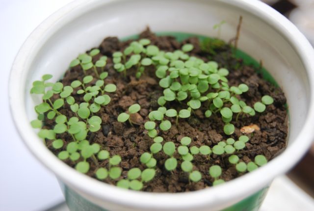 Arabis perennial (sunny bunny): photo, growing from seeds, when to plant