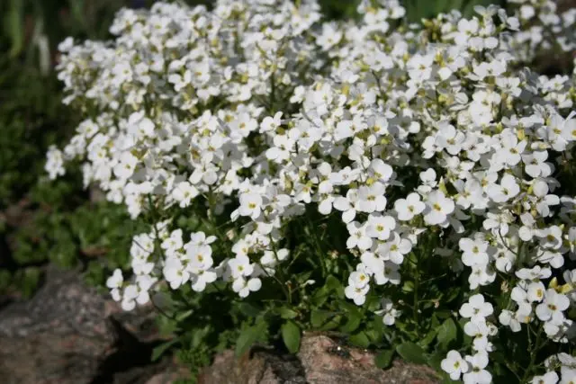 Arabis perennial (sunny bunny): photo, growing from seeds, when to plant