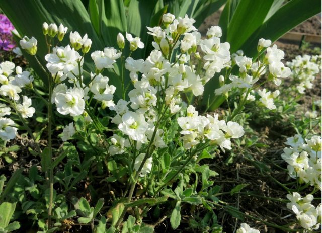 Arabis perennial (sunny bunny): photo, growing from seeds, when to plant