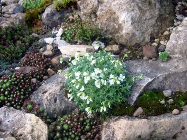 Arabis perennial (sunny bunny): photo, growing from seeds, when to plant