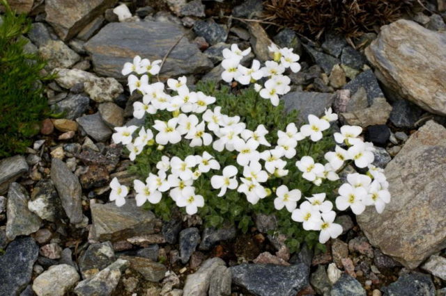 Arabis perennial (sunny bunny): photo, growing from seeds, when to plant