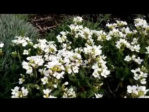 Arabis perennial (sunny bunny): photo, growing from seeds, when to plant