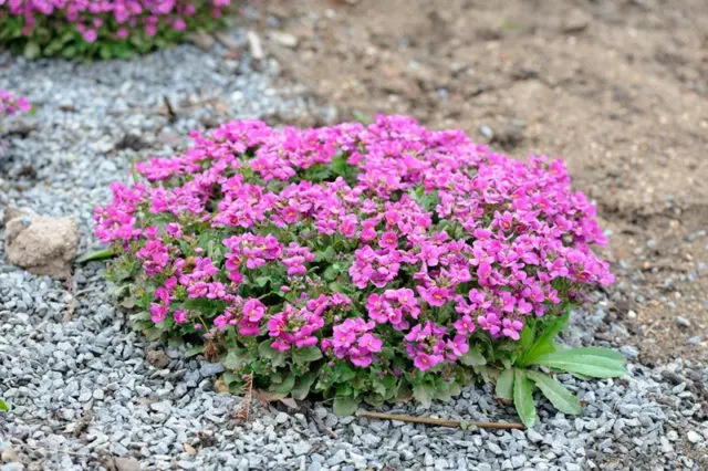 Arabis perennial (sunny bunny): photo, growing from seeds, when to plant