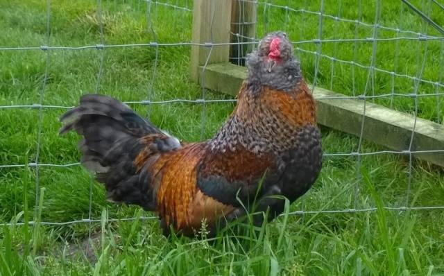 Araucan chickens: photo and description 