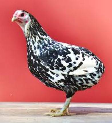 Araucan chickens: photo and description 