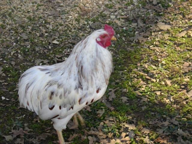 Araucan chickens: photo and description 