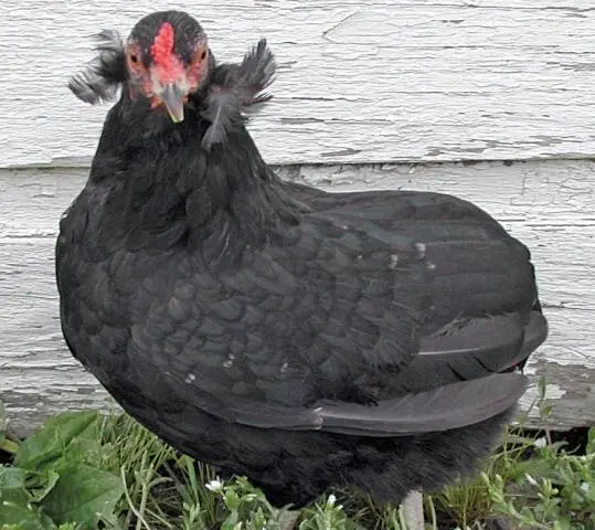 Araucan chickens: photo and description 