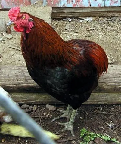 Araucan chickens: photo and description 