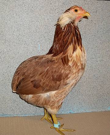 Araucan chickens: photo and description 