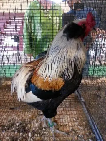 Araucan chickens: photo and description 