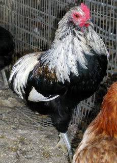 Araucan chickens: photo and description 