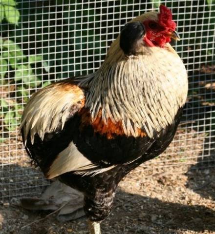 Araucan chickens: photo and description 