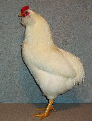 Araucan chickens: photo and description 