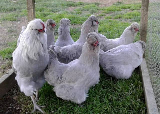 Araucan chickens: photo and description 